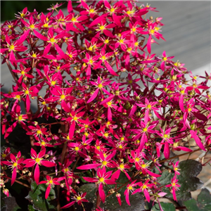 Saxifraga 'Dancing Pixies Taja'